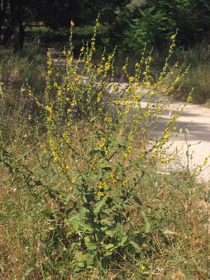 Изображение особи Verbascum sinuatum.