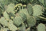 Opuntia discata. Часть растения с созревающими плодами. Крым, Ялтинский горсовет, пос. Никита, Никитский ботанический сад, в культуре. 5 августа 2013 г.