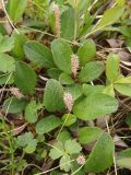 Salix reticulata