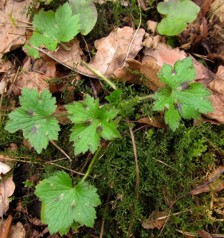 Изображение особи Ranunculus lanuginosus.