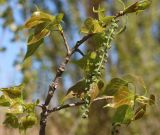 Populus × canadensis