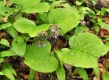 Trachystemon orientalis