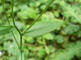 Erigeron annuus