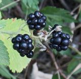 Rubus canescens