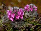 Pedicularis pallasii. Цветущие растения. Камчатский край, Елизовский район. Июль 2008 г.