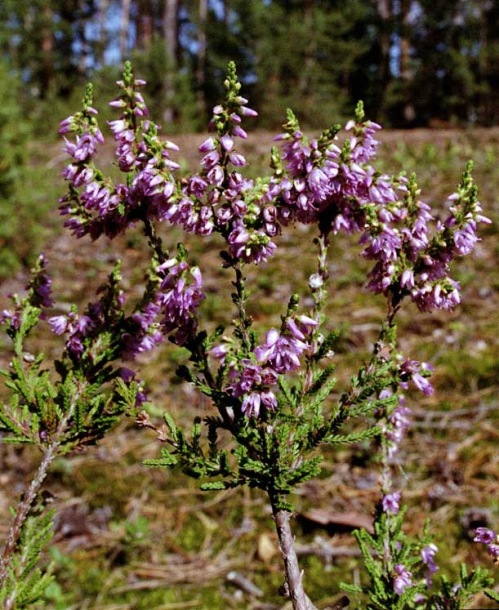 Изображение особи Calluna vulgaris.