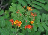 Caesalpinia pulcherrima. Соцветие. Андаманские острова, остров Нил, в культуре. 02.01.2015.