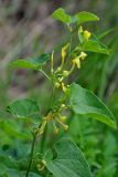 Aristolochia clematitis. Верхушка цветущего растения. Крым, Бахчисарайский р-н, Качинский каньон, скалы Качи-Кальон, сухой луговой склон. 08.06.2016.