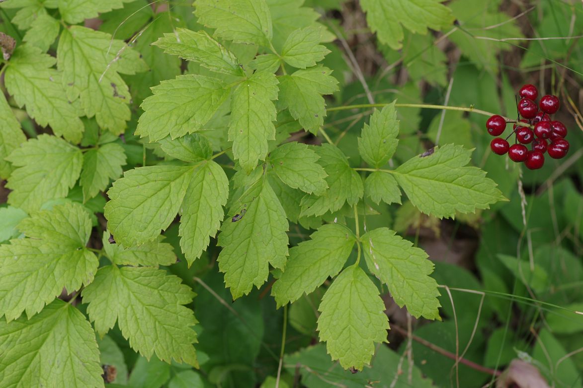 Изображение особи Actaea erythrocarpa.