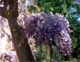 Wisteria sinensis. Часть ствола и соцветия. Крым, Никитский ботанический сад. Середина апреля 2002 г.