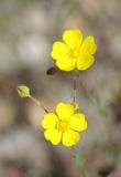 Potentilla stipularis