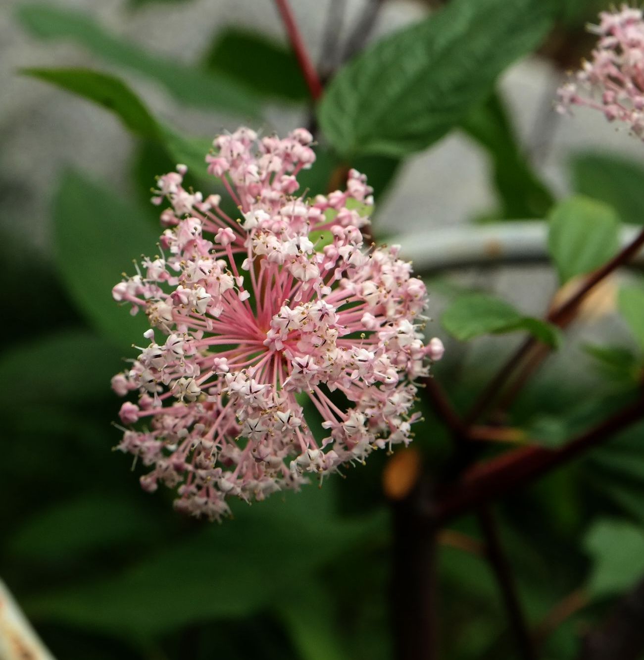 Изображение особи Ceanothus americanus.