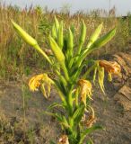 Oenothera biennis. Соцветие. Республика Татарстан, г. Казань, пос. Займище, пойма р. Волга, окр. Займищенского моста, зарастающий песчаный пляж. 21.06.2015.