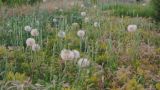 род Tragopogon