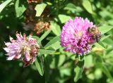 Trifolium pratense