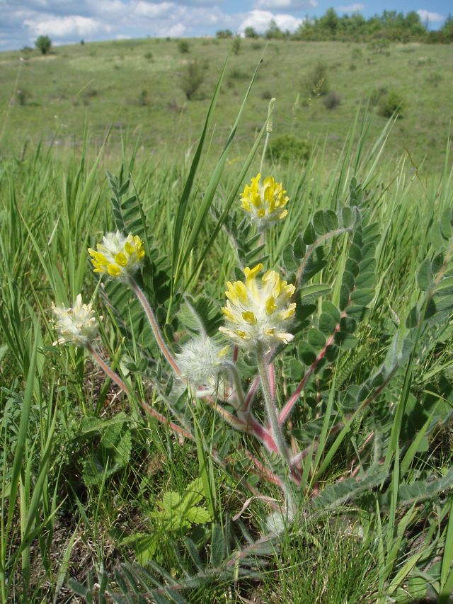 Изображение особи Astragalus dasyanthus.