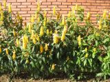 Pachystachys lutea