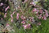 Asperula cristata