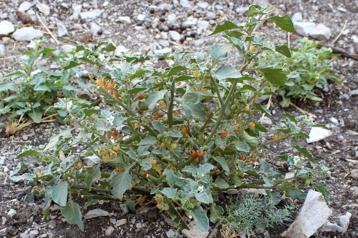 Изображение особи Solanum olgae.