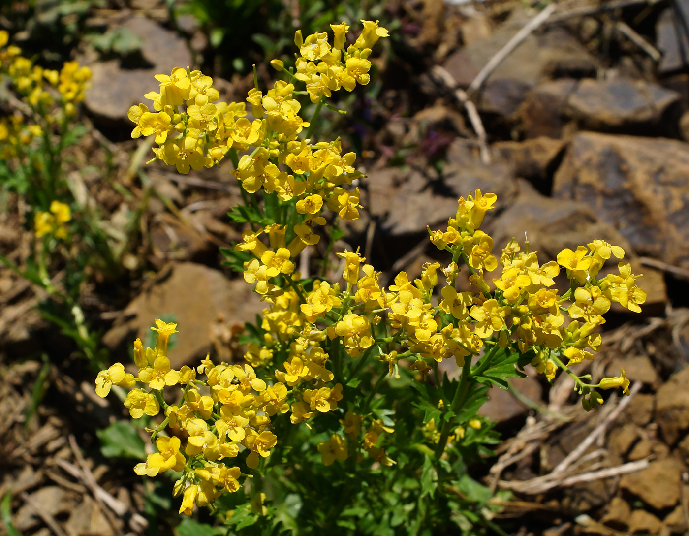 Изображение особи Barbarea vulgaris.