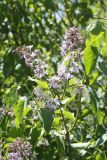 Syringa vulgaris