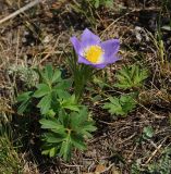 Pulsatilla patens