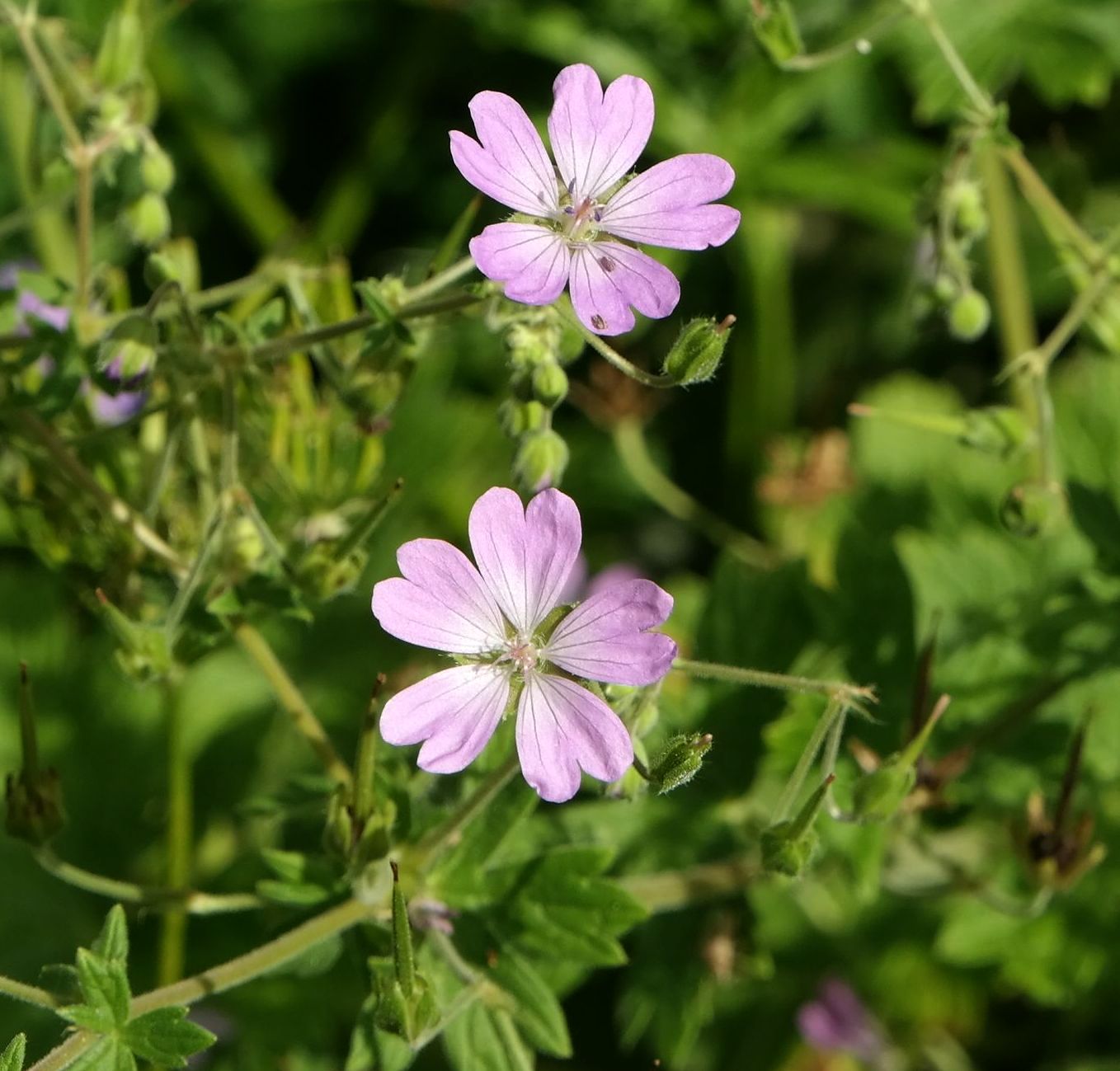 Изображение особи Geranium pyrenaicum.