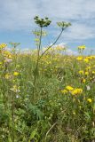 Heracleum sibiricum. Плодоносящее растение в сообществе с цветущими и плодоносящими Crepis biennis. Ленинградская обл., Гатчинский р-н, окр. дер. Замостье, суходольный луг. 14.07.2018.