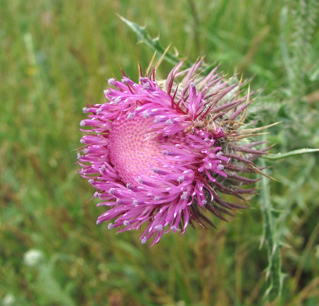 Изображение особи Carduus uncinatus.