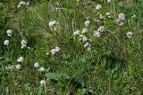 Valeriana tuberosa