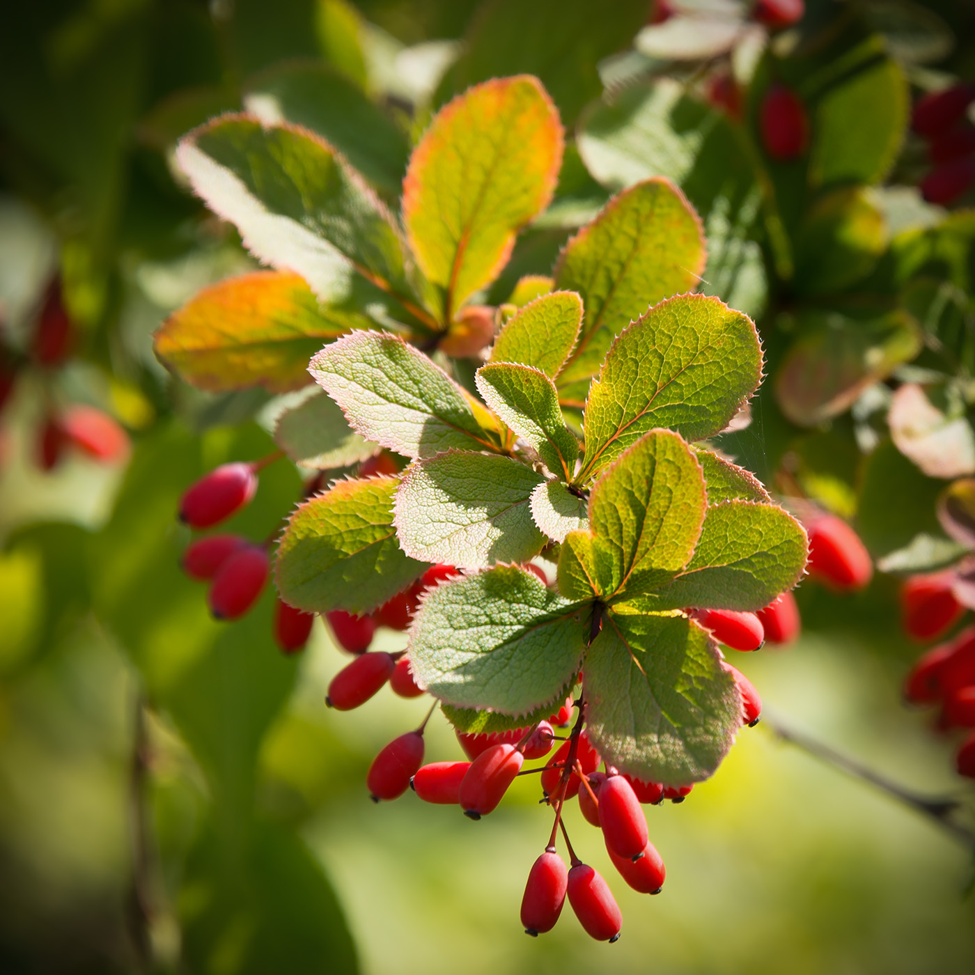 Изображение особи род Berberis.