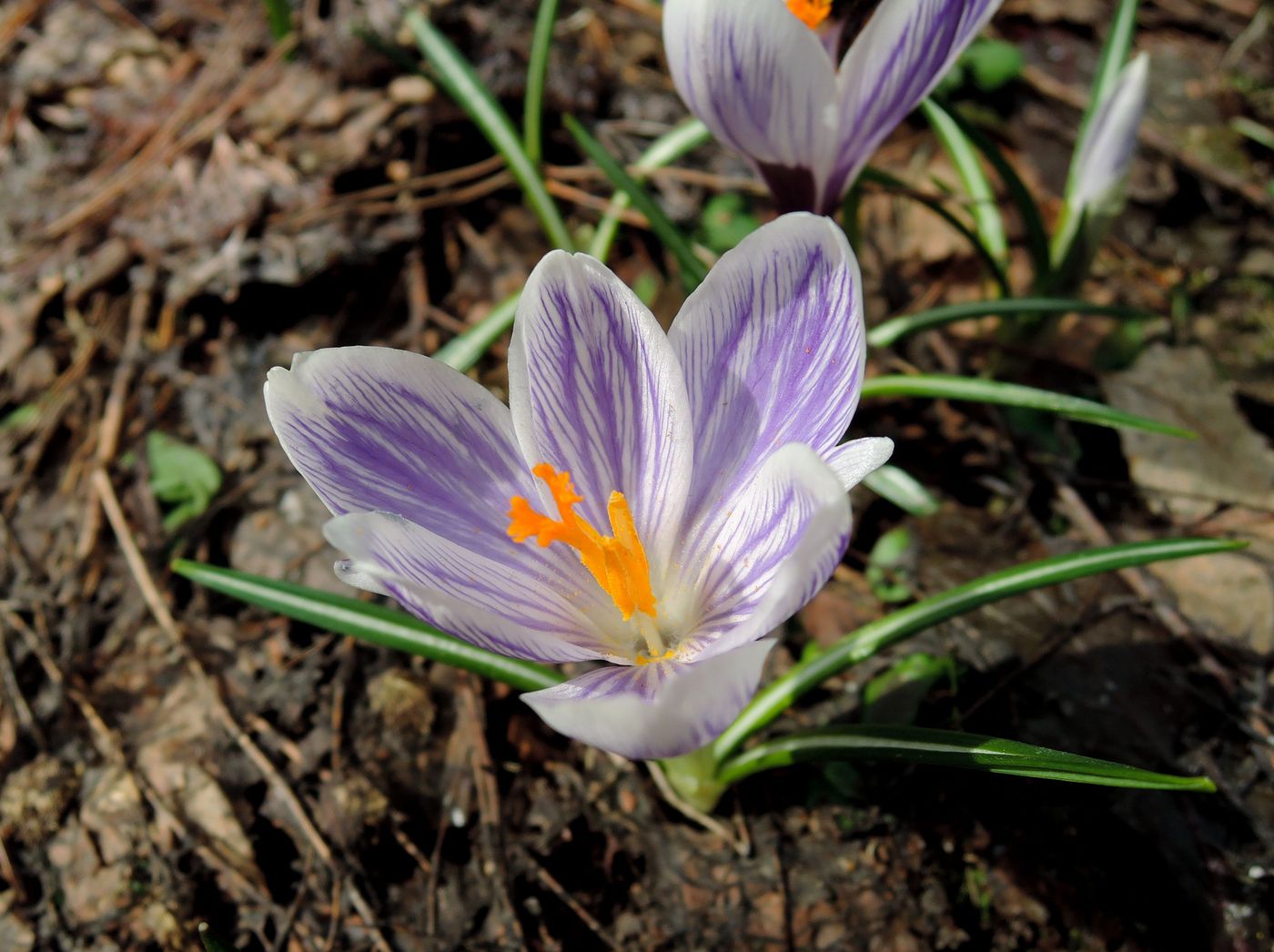 Изображение особи Crocus vernus.