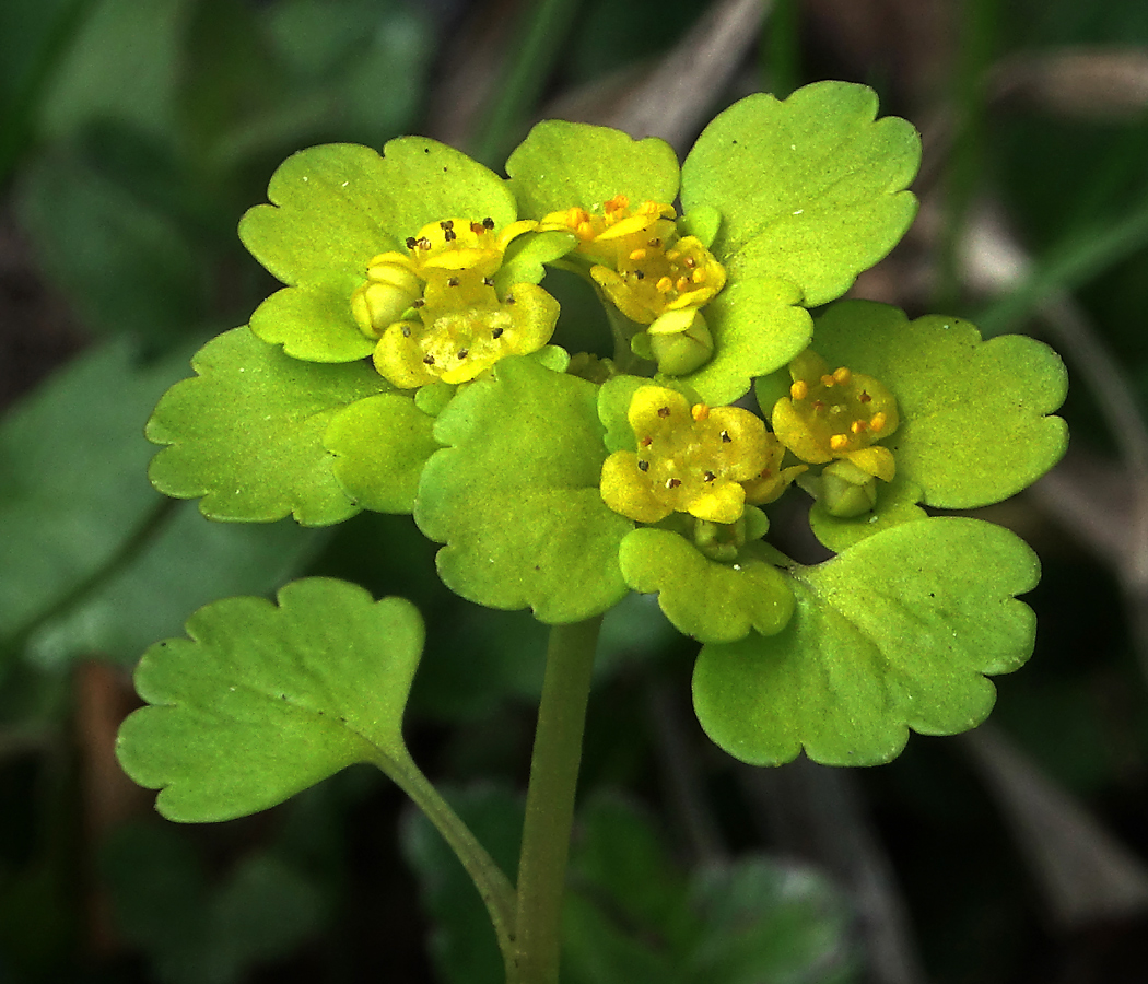 Изображение особи Chrysosplenium alternifolium.