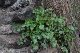 Valeriana sisymbriifolia. Вегетирующее растение. Турция, ил Эрзурум, окр. крепости Унгюзек, подножие скалы, на которой стоит крепость. 21.04.2019.