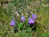 Pulsatilla regeliana. Цветущие растения. Алтай, Кош-Агачский р-н, долина р. Нарын-Гол, ≈ 2200 м н.у.м., горная тундра. 15.06.2019.