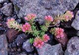 Sedum tenellum