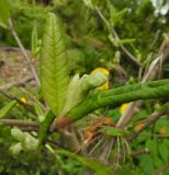 Magnolia stellata