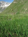 Eriophorum angustifolium