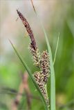 Carex nigra. Соплодия (внизу) и отцветшее мужское соцветие. Ленинградская обл., Ломоносовский р-н, окр. Шепелёвского маяка; п-ов Каравалдай, берег Финского залива, песчано-валунный пляж. 24.06.2020.