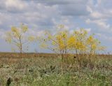 Ferula caspica. Цветущие растения с кормящимися насекомыми. Крым, Нижнегорский р-н, заказник \"Присивашский\", солончак. 5 июня 2021 г.