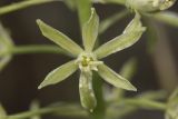 Ornithogalum pyrenaicum