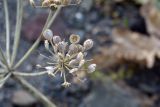 род Heracleum