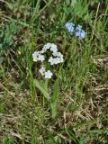 Myosotis imitata. Соцветия (гипохромная и нормально окрашенная формы). Иркутская обл., Усть-Ордынский р-н, окр. пгт Усть-Орда, степь. 08.06.2022.