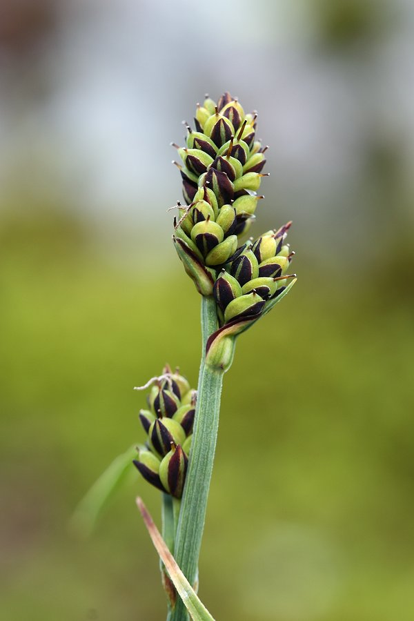 Изображение особи Carex bigelowii.