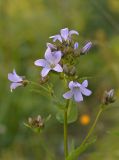 Gadellia lactiflora. Верхушка цветущего растения. Карачаево-Черкесия, Карачаевский р-н, Большой Кавказ, правый борт ущелья Кичкинекол в р-не тропы подъёма на Поляну крокусов, ≈ 2260 м н.у.м., субальпийский луг. 22.07.2023.