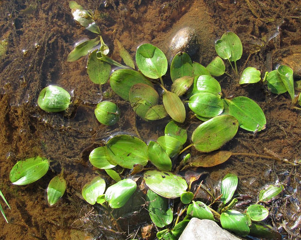 Image of Potamogeton gramineus specimen.