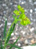 Euphorbia virgata