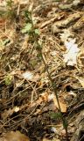 Epipactis microphylla. Цветущее растение. Крым, южный берег, окр. Алупки, сосновый лес. 2 июня 2012 г.