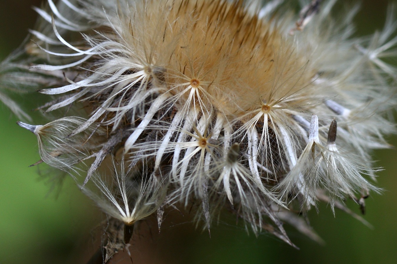 Image of Carlina fennica specimen.