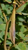 Bauhinia galpinii